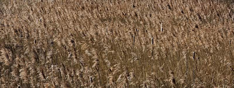 Field of golden brown_Iain  Blacklaw_set.jpg - Field of golden brown